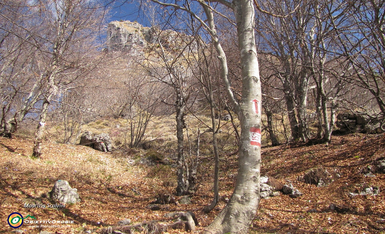 14 Ecco l'uscita dal bosco, una vistosa freccia mi indirizza verso il Corno Zuccone che fa capolino tra gli alberi....JPG